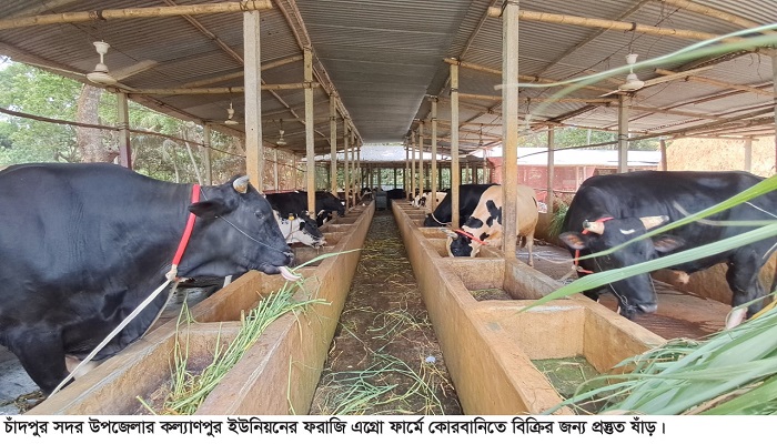 চাঁদপুর জেলায় কোরবানির জন্য প্রস্তুত ৬২ হাজার পশু