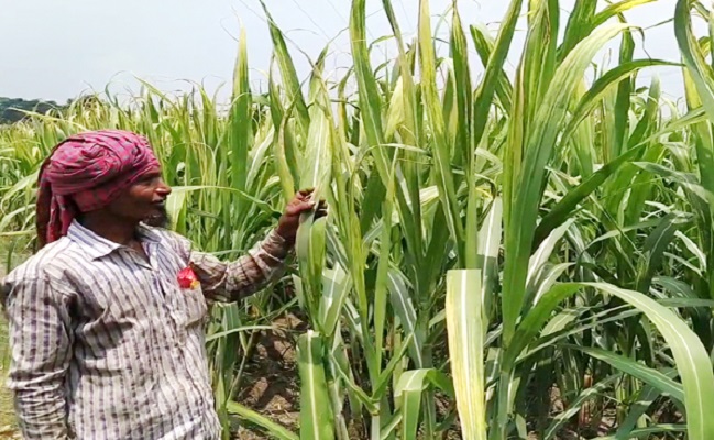 চাঁদপুরে আখের জমিতে পোকার আক্রমণ, চিন্তিত কৃষক