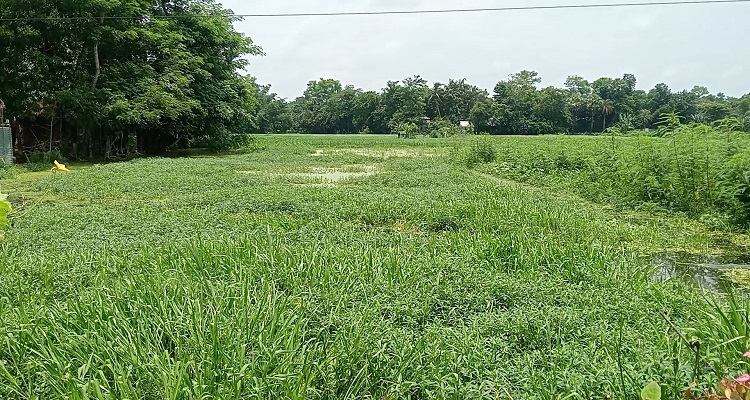 কচুয়ায় পানি নিষ্কাশনের পথ বন্ধ করে দেওয়ায় ডুবে রয়েছে ৩শত বিঘা জমি