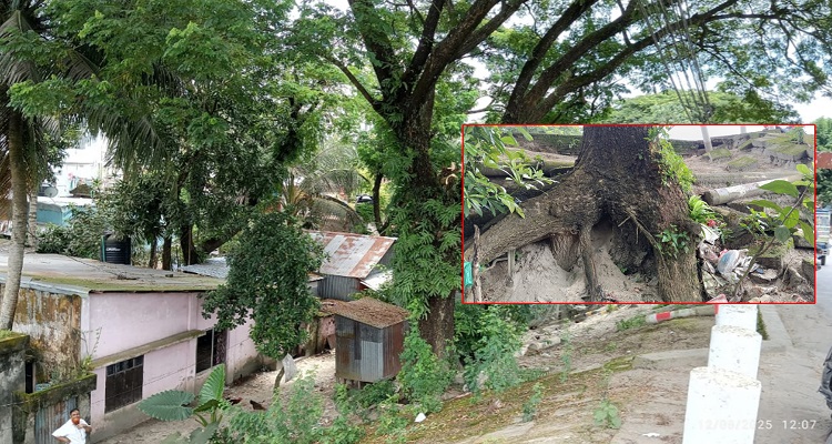 পুরান বাজার গাছ ভেঙে বসতিতে পড়ার আতঙ্কে বাসিন্দারা