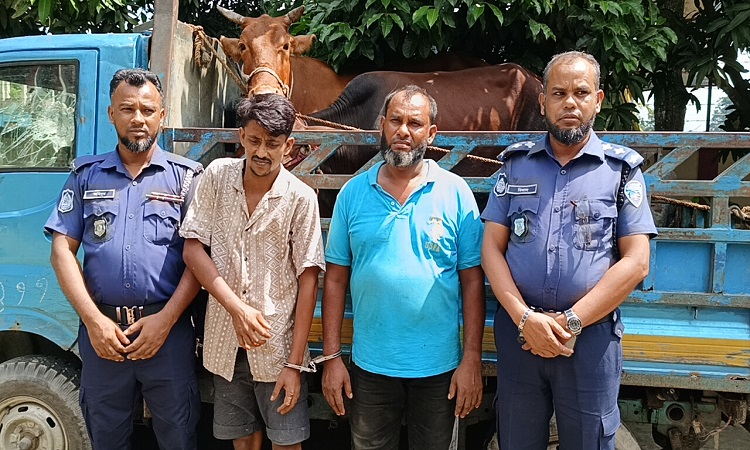 মতলব উত্তরে চোরাই গরু ও পিকআপসহ ২ চোর আটক